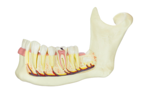 jawbone with teeth and nerves on white background jawbone with teeth and nerves on white background